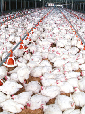 Aviculture_nkac